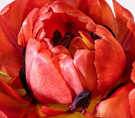 Tulip