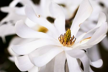Clematis "Stellata"