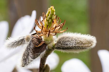Clematis "Stellata"