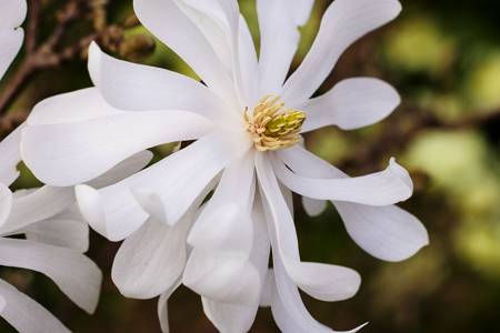 Clematis "Stellata"