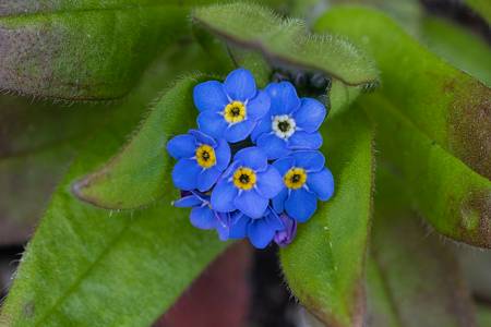 Forget-Me-Not