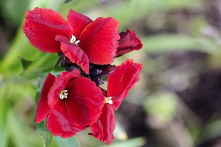 Wallflower