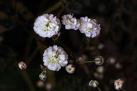 Gypsophila (Baby's Breath)